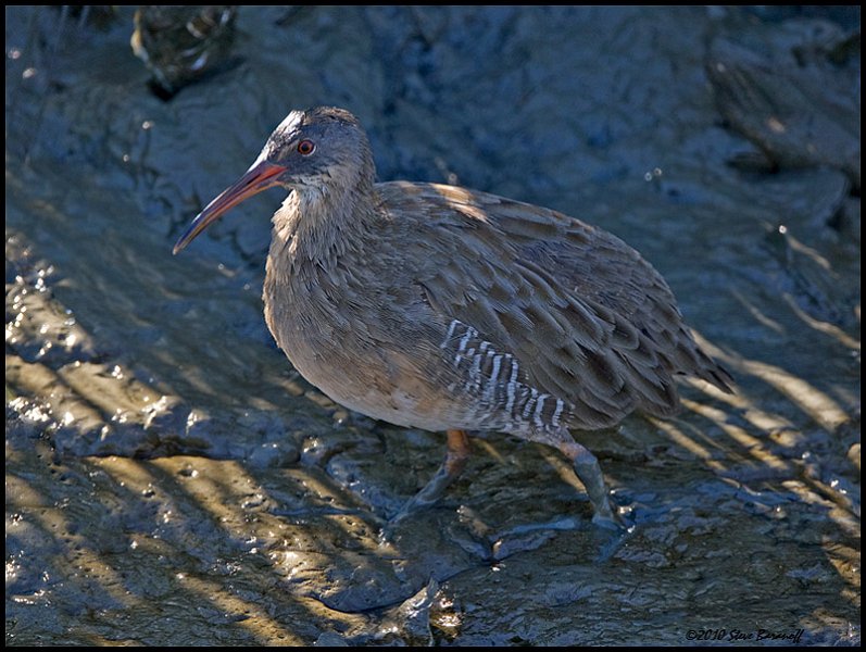 _0SB7358 clapper rail.jpg